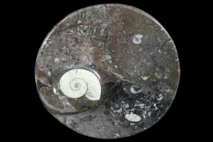 Round Fossil Goniatite Dish #73722